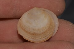 Semele carnicolor