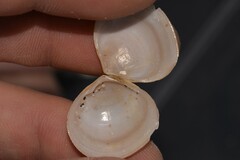 Semele carnicolor
