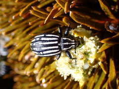 Lyperobius hudsoni