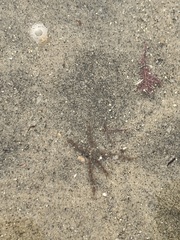 Ophiothrix spiculata