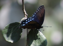 Limenitis arthemis arizonensis