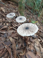 Macrolepiota eucharis