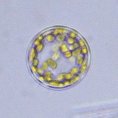 Coscinodiscales