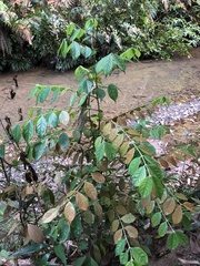 Lasianthus hispidulus
