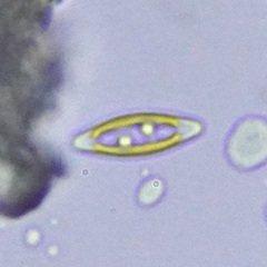 Naviculales