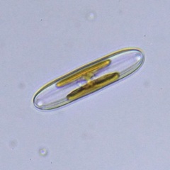 Surirella