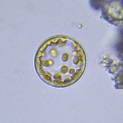 Coscinodiscales