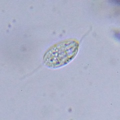 Entosiphon