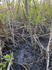 Laguncularia racemosa