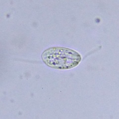 Entosiphon