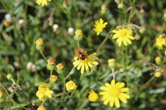 Eristalis tenax