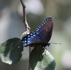 Limenitis arthemis arizonensis