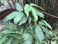 Flemingia strobilifera