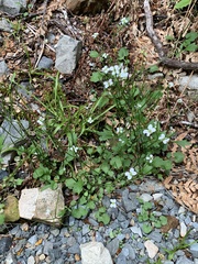 Cardamine flexuosa