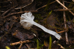 Hemimycena ignobilis