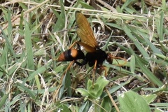 Cryptocheilus bicolor