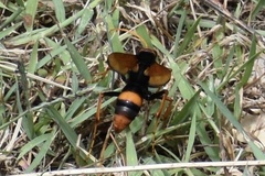 Cryptocheilus bicolor