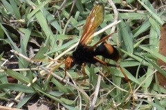 Cryptocheilus bicolor