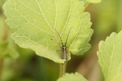 Apagomerella versicolor