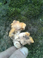 Cantharellus pallens