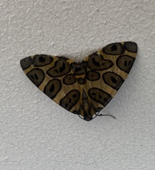 Pantherodes pardalaria