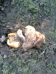 Cantharellus pallens