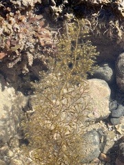 Sirophysalis trinodis