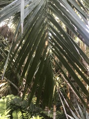 Pseudophoenix sargentii