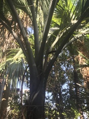 Pseudophoenix sargentii