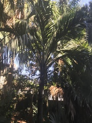 Pseudophoenix sargentii