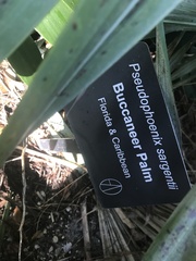 Pseudophoenix sargentii