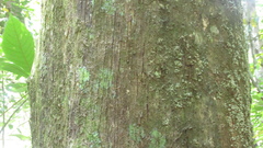 Terminalia tetraphylla