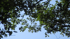 Terminalia tetraphylla