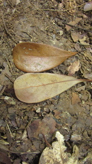 Terminalia tetraphylla