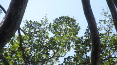 Terminalia tetraphylla