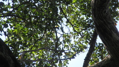 Terminalia tetraphylla