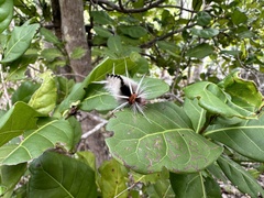 Halysidota cinctipes