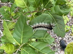 Halysidota cinctipes