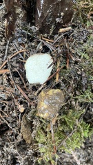 Leucogaster citrinus