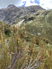 Dracophyllum longifolium