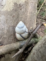 Orthalicus floridensis