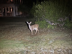 Odocoileus virginianus clavium