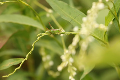 Conocephalus longipes