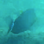 Acanthurus xanthopterus