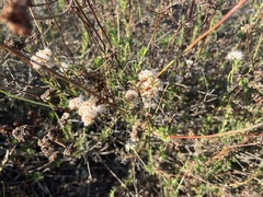 Eriogonum cinereum