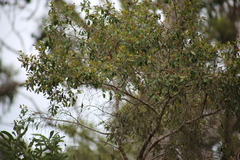Petalostigma