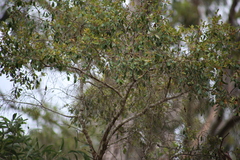 Petalostigma
