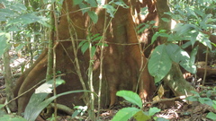 Tachigali panamensis