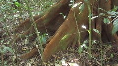 Tachigali panamensis