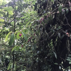 Drymonia conchocalyx